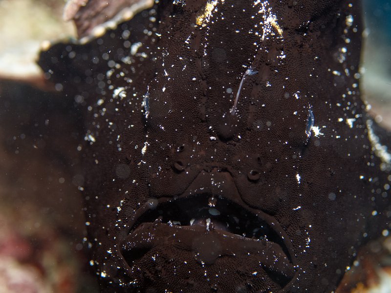 Frogfish, Home Reef